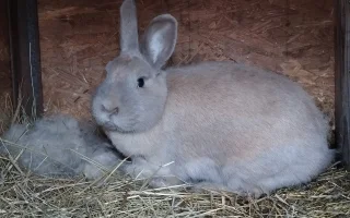 Jak zjistit březost u králíka