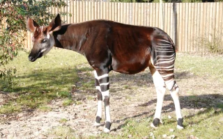 Okapi - tajemná pralesní žirafa
