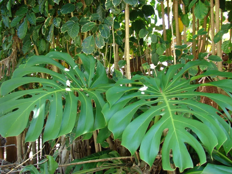 Filodendron