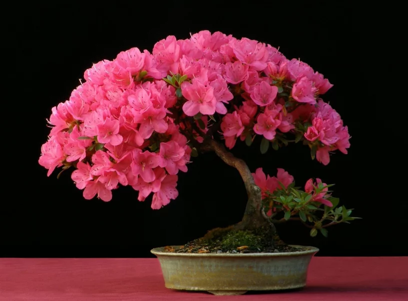 Rododendron