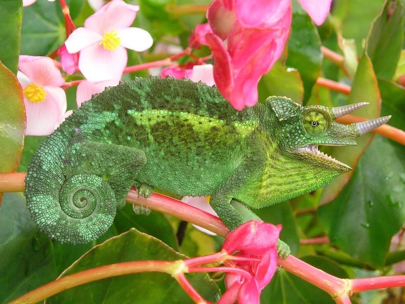 Chameleon třírohý, též chameleon Jacksonův (Trioceros jacksonii)