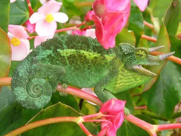 Chameleon třírohý (Jacksonův) a jeho chov