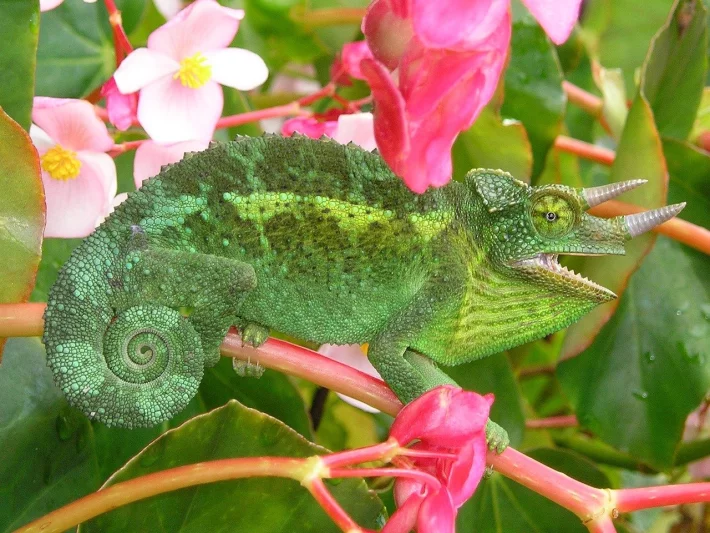 Chameleon třírohý (Jacksonův) a jeho chov