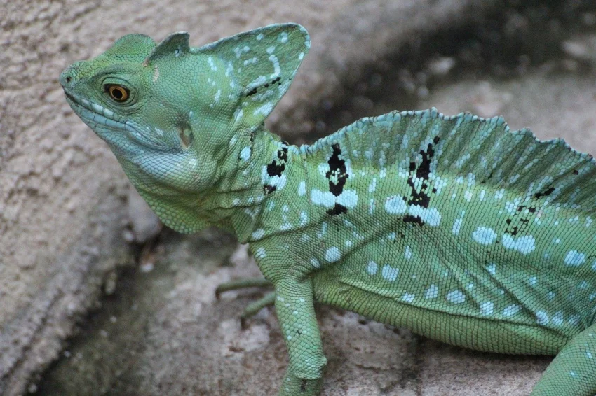 Bazilišci z rodu Basiliscus