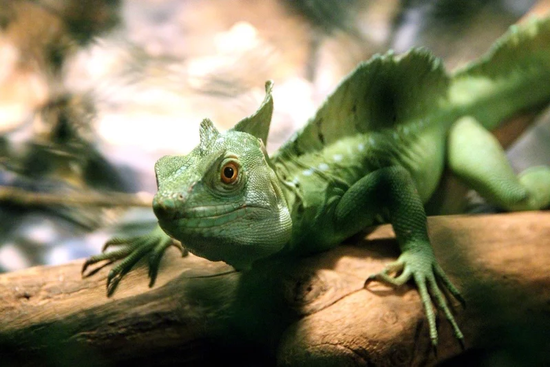 Bazilišci z rodu Basiliscus