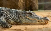 Chov krokodýla nilského (Crocodylus niloticus)