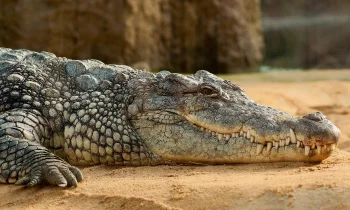 Chov krokodýla nilského (Crocodylus niloticus)