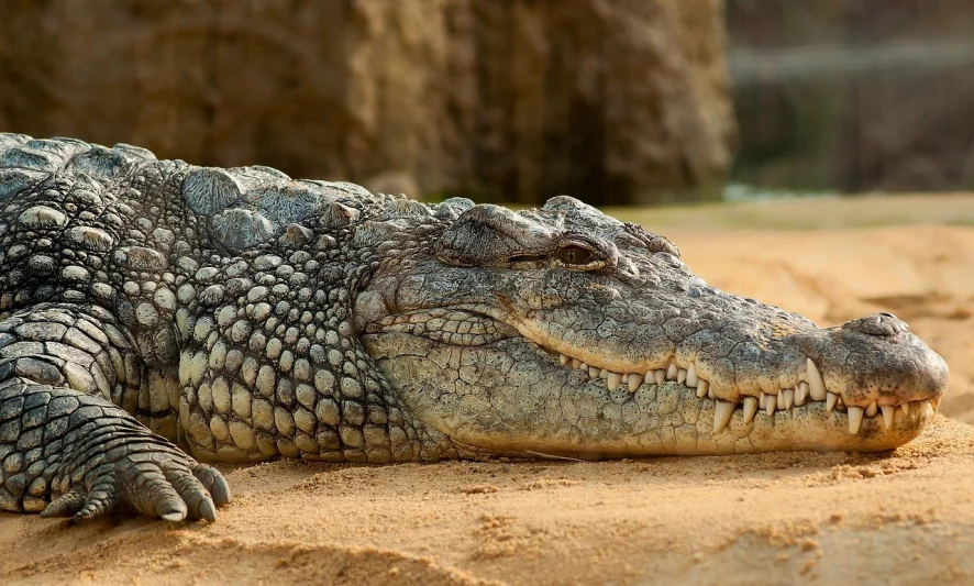 Chov krokodýla nilského (Crocodylus niloticus)