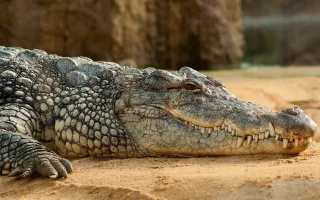 Chov krokodýla nilského (Crocodylus niloticus)