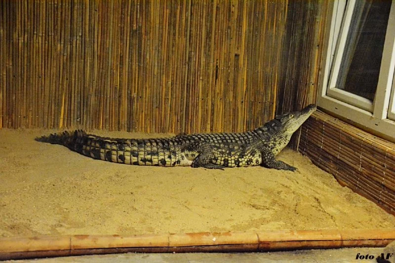 Krokodýl nilský v ZOO Dvorec