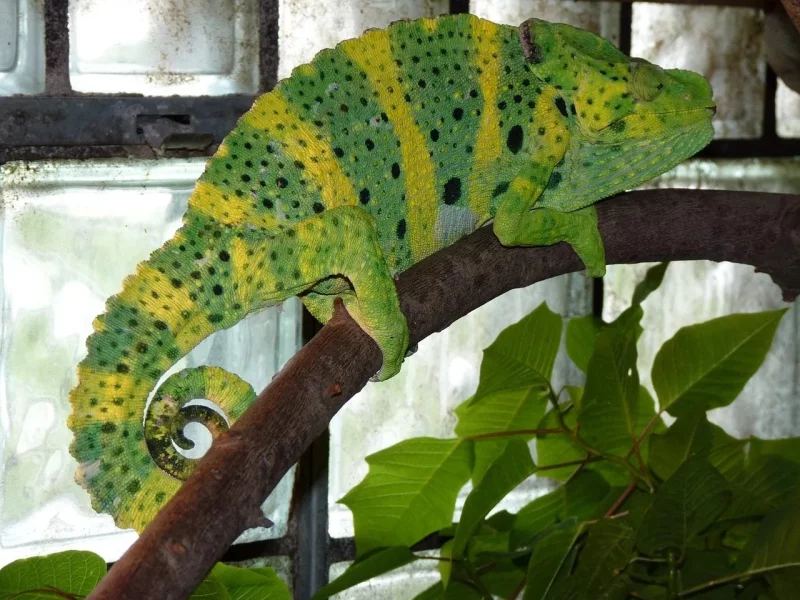 Chameleoni – fascinující krasavci