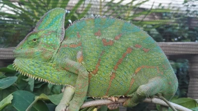 Chameleoni – fascinující krasavci