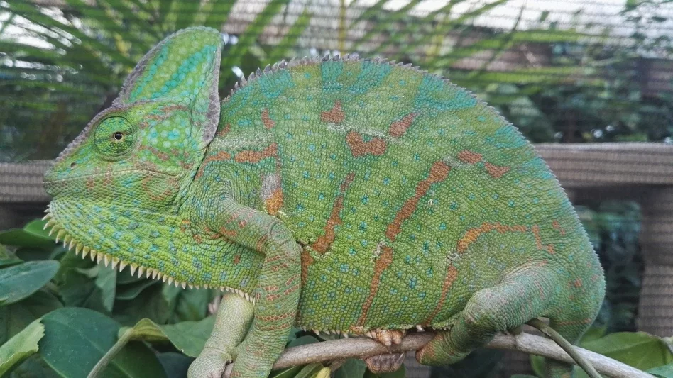 Chameleoni – fascinující krasavci