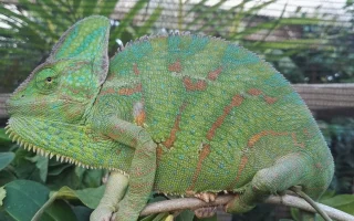 Chameleoni – fascinující krasavci