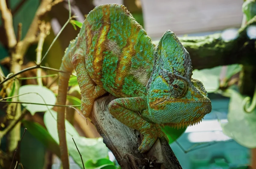 Chameleoni – fascinující krasavci