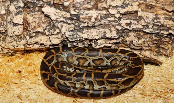 Krajta tygrovitá (Python molurus)