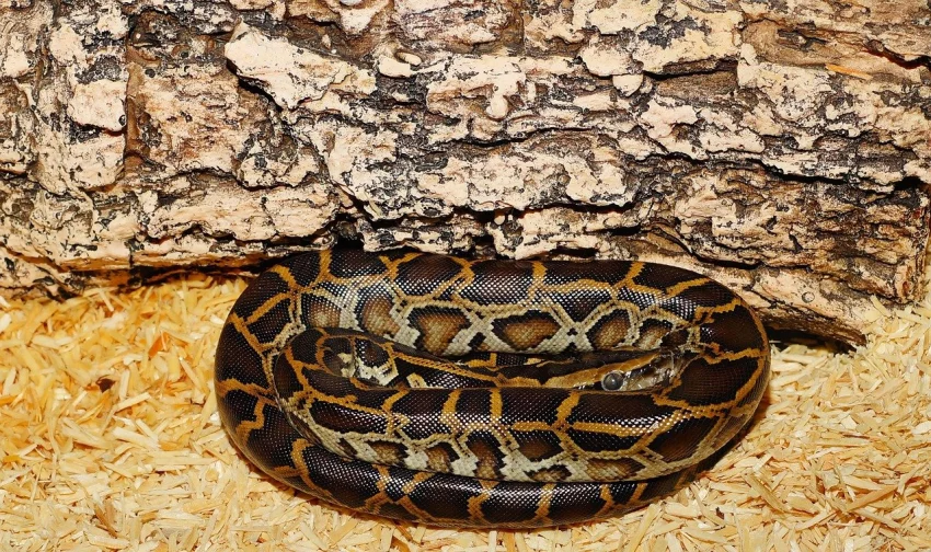 Krajta tygrovitá (Python molurus)
