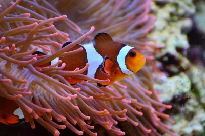 Klaun očkatý, tropická ryba známá z filmu Hledá se Nemo