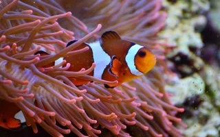 Klaun očkatý, tropická ryba známá z filmu Hledá se Nemo