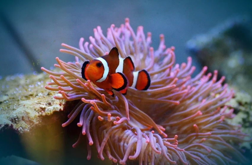 Klaun očkatý, tropická ryba známá z filmu Hledá se Nemo