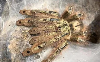 Rod sklípkanů Stromatopelma