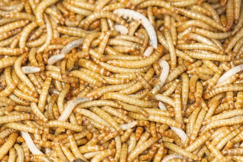 Švábi, potemníci a strašilky jako krmný hmyz