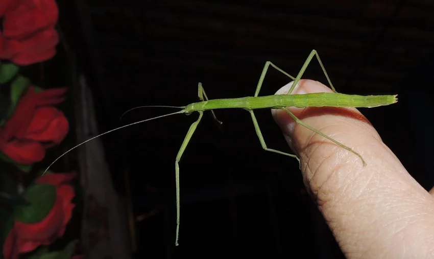 Švábi, potemníci a strašilky jako krmný hmyz