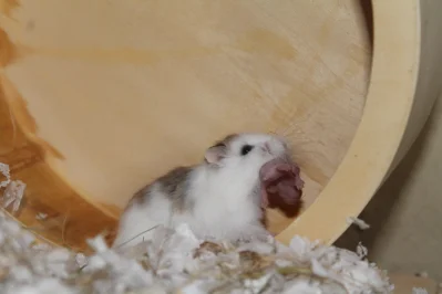 Jak na chov křečíka Roborovského
