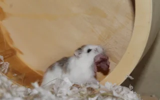 Jak na chov křečíka Roborovského