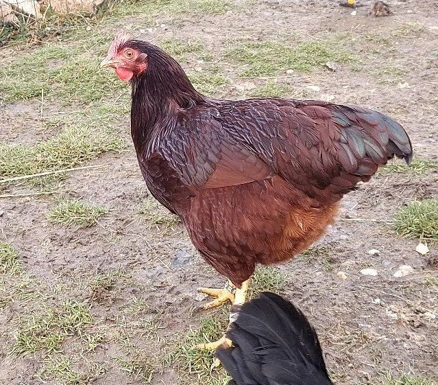 Rodajlendky: nosné plemeno slepic vhodné pro začátečníky