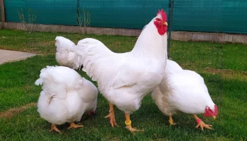 Plymutky bílé – plemeno pro každého