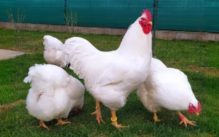 Plymutky bílé – plemeno pro každého