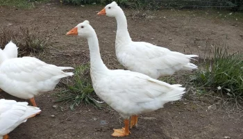 Česká chocholatá husa