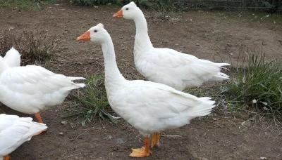 Česká chocholatá husa