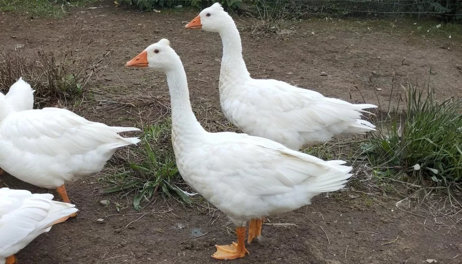 Česká chocholatá husa