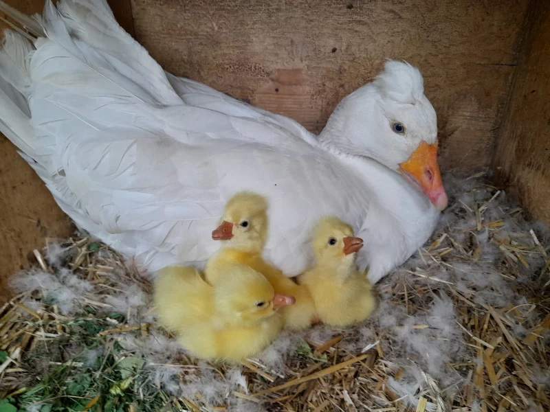 Husa česká chocholatá z chovu Jiřího Matějky