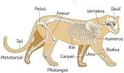 Anatomie a fyziologie kočky