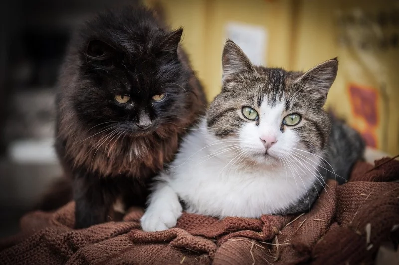 Kočky s průkazem původu (PP) nebo bez?