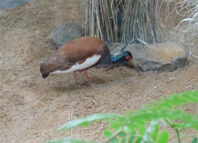 Ibis madagaskarský (Lophotibis cristata)