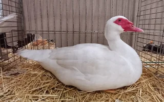 Kachna pižmová – jak zvládnout její chov a příchod jara