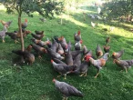 Výživa drůbeže jako klíč k zdravému chovu