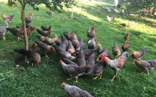 Výživa drůbeže jako klíč k zdravému chovu