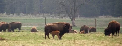 Úchvatný pohled na pasoucí se stádo a krávu s teletem