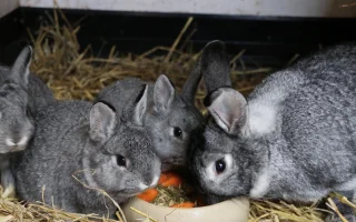 Krmení králíků granulemi – mýty a fakta