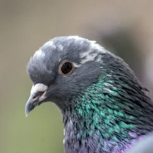 Chov a odchov poštovních holubů