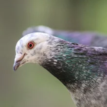 Chov a odchov poštovních holubů
