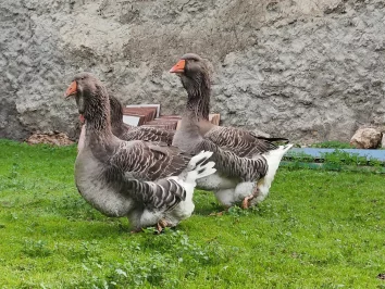 Život s husami pod olivovníky
