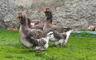 Život s husami pod olivovníky