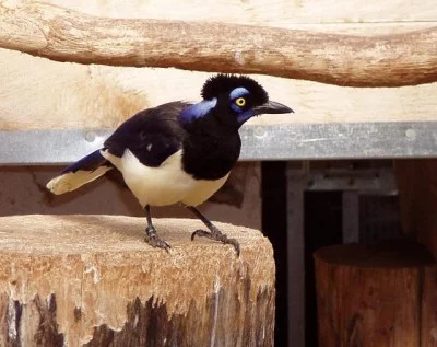 Sojka chocholkatá (Cyanocorax chrysops)