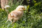KUŘE NENÍ STROJ: Co znamená welfare a proč na něm záleží?